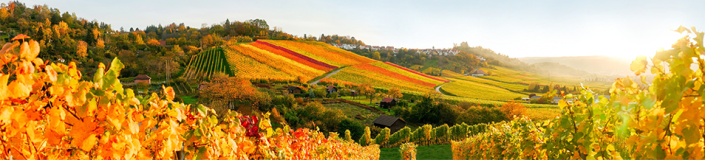 fotolia: # 88459160 ©magicbeam Sonnenuntergang Weinberge